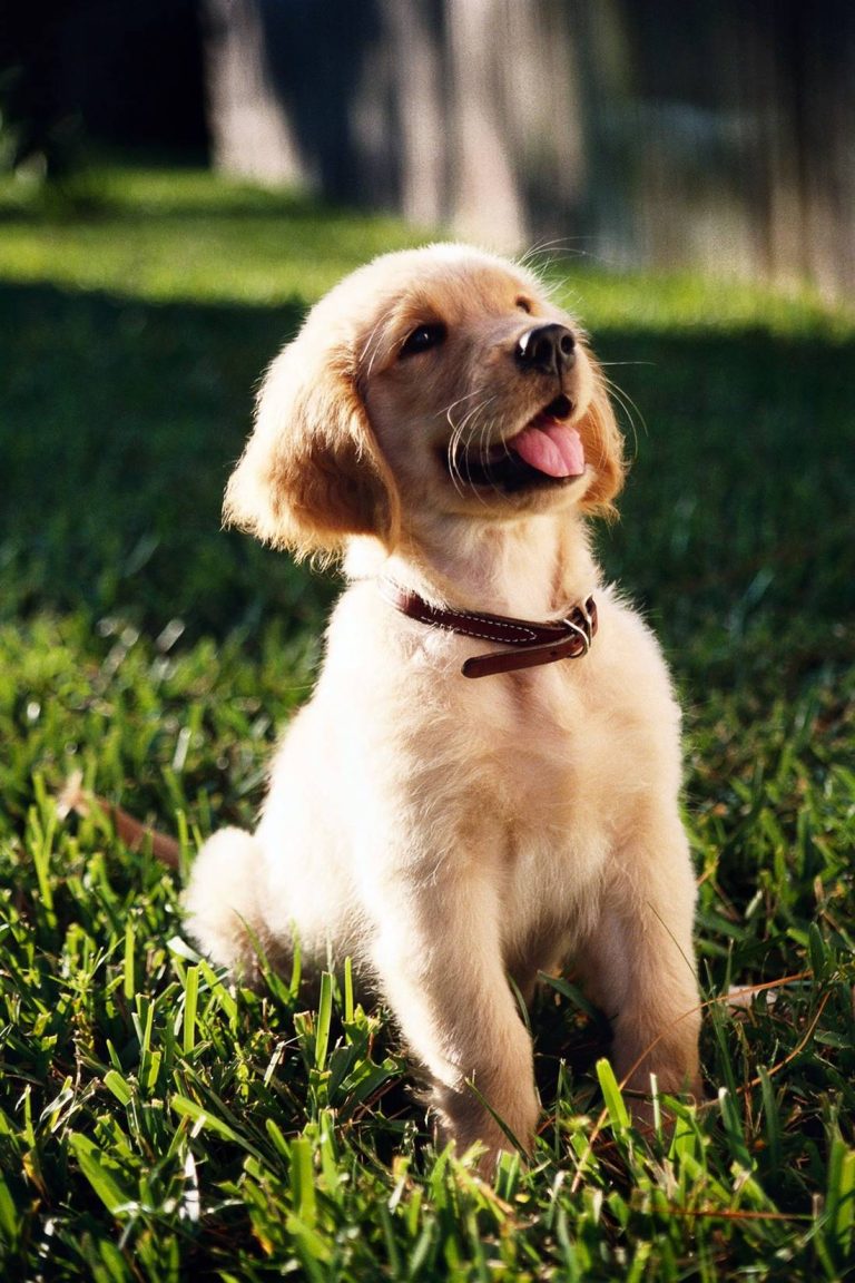 Golden retriever mały szczeniak tej rasy pozuje do zdjęcia siedząc na zielonym trawniku.